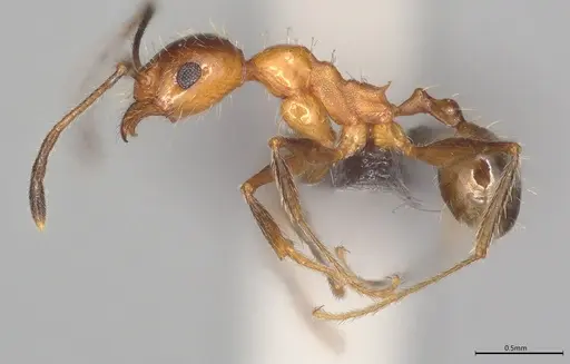 Pheidole casta specimen CASENT0778368 image casent0778368_1