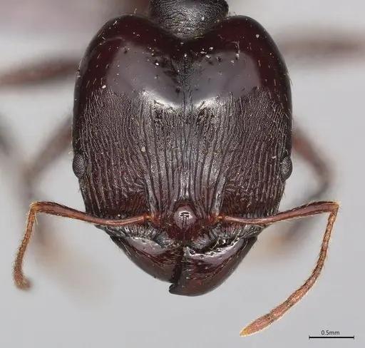 Pheidole casta specimen CASENT0778482 image casent0778482_1