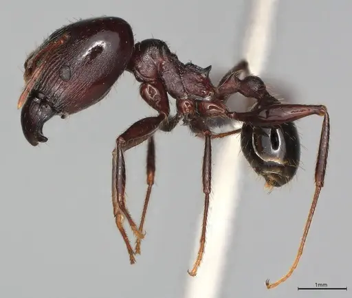 Pheidole casta specimen CASENT0778482 image casent0778482_2