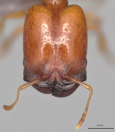 Pheidole casta specimen CASENT0778842 image casent0778842_1