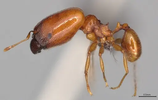 Pheidole casta specimen CASENT0778842 image casent0778842_2