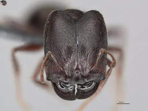 Pheidole casta specimen CASENT0780042 image casent0780042_1