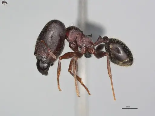 Pheidole casta specimen CASENT0780042 image casent0780042_2