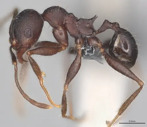 Pheidole casta specimen CASENT0780043 image casent0780043_1