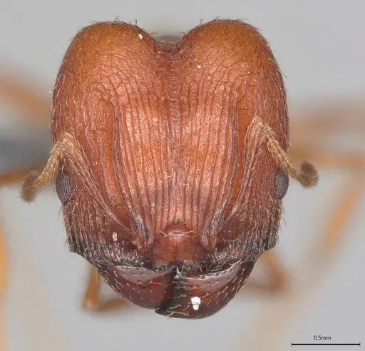 Pheidole casta specimen CASENT0780167 image casent0780167_1