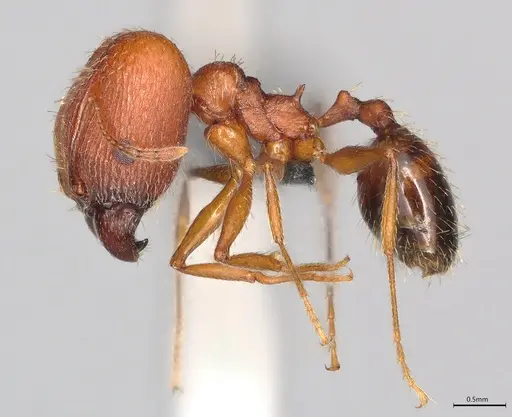 Pheidole casta specimen CASENT0780167 image casent0780167_2