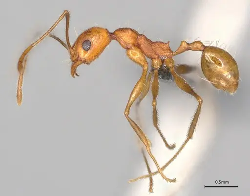Pheidole casta specimen CASENT0780602 image casent0780602_1