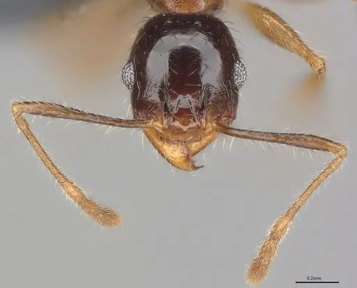 Pheidole casta specimen CASENT0781000 image casent0781000_1