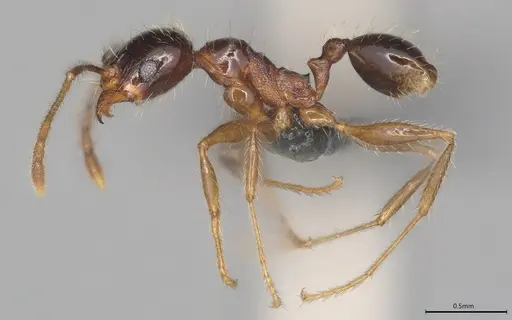 Pheidole casta specimen CASENT0781000 image casent0781000_2