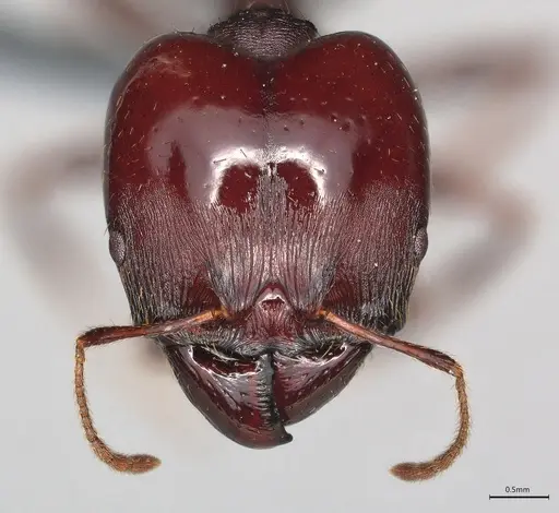 Pheidole casta specimen CASENT0781583 image casent0781583_1