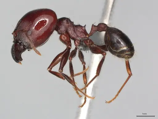 Pheidole casta specimen CASENT0781583 image casent0781583_2