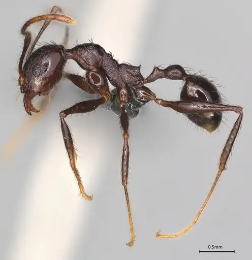 Pheidole casta specimen CASENT0782272 image casent0782272_1
