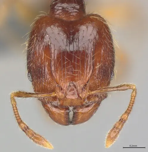 Pheidole casta specimen CASENT0782312 image casent0782312_1