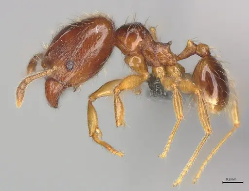 Pheidole casta specimen CASENT0782312 image casent0782312_2