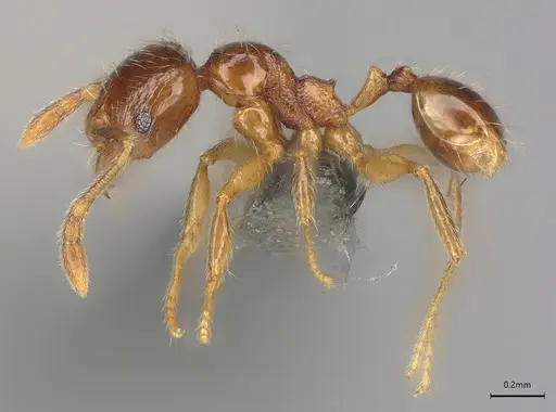 Pheidole casta specimen CASENT0782317 image casent0782317_1
