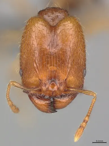 Pheidole casta specimen CASENT0782938 image casent0782938_1
