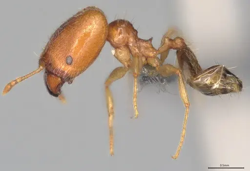 Pheidole casta specimen CASENT0782938 image casent0782938_2