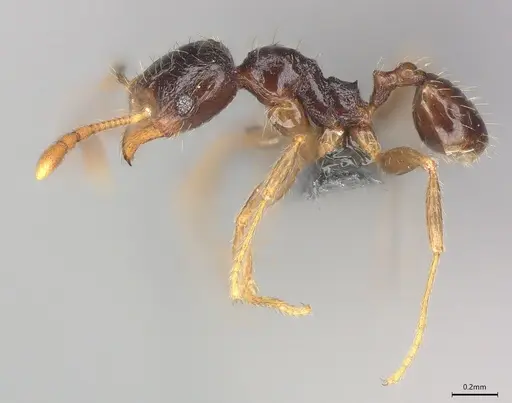 Pheidole casta specimen CASENT0782969 image casent0782969_1