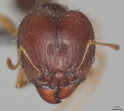 Pheidole casta specimen CASENT0782992 image casent0782992_1
