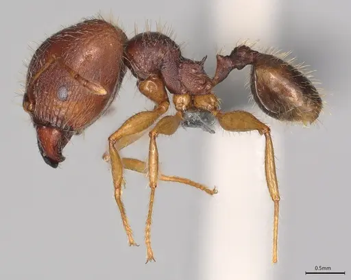 Pheidole casta specimen CASENT0782992 image casent0782992_2