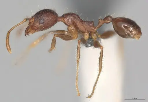 Pheidole casta specimen CASENT0782993 image casent0782993_1