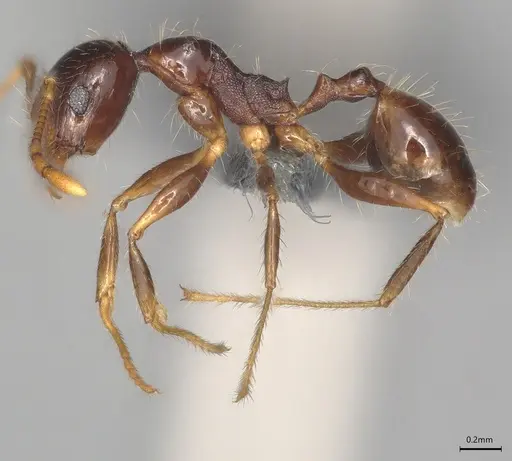 Pheidole casta specimen CASENT0783451 image casent0783451_1