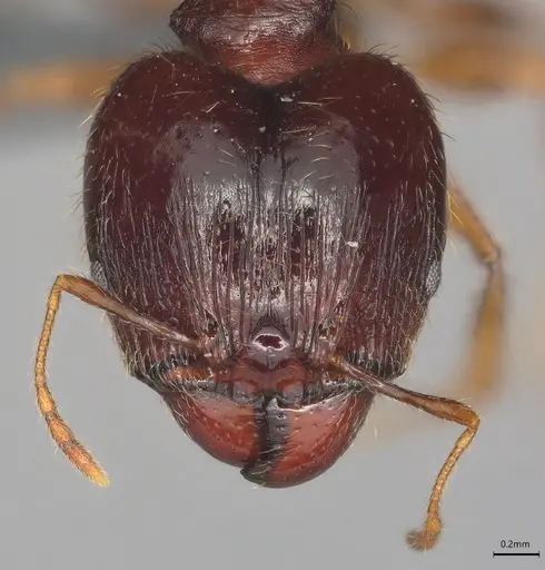 Pheidole casta specimen CASENT0783457 image casent0783457_1