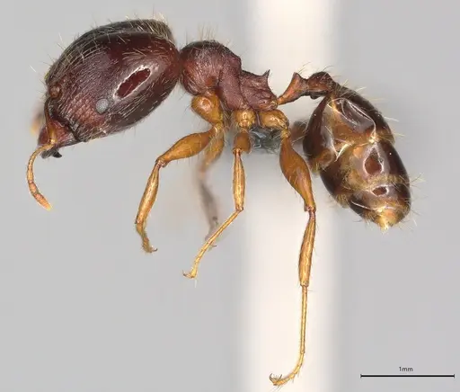 Pheidole casta specimen CASENT0783457 image casent0783457_2