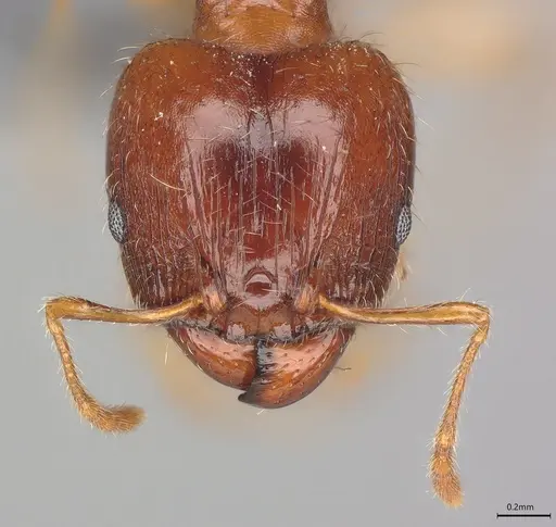 Pheidole casta specimen CASENT0785198 image casent0785198_1