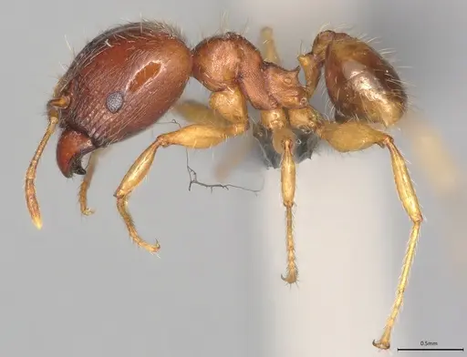Pheidole casta specimen CASENT0785198 image casent0785198_2