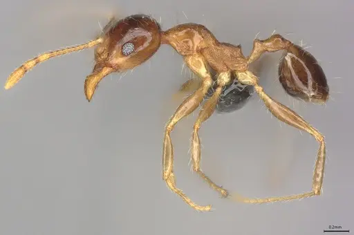 Pheidole casta specimen CASENT0785204 image casent0785204_1