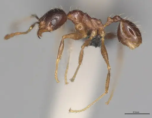 Pheidole casta specimen CASENT0785566 image casent0785566_1