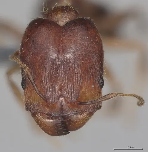 Pheidole casta specimen CASENT0785569 image casent0785569_1