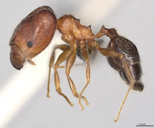 Pheidole casta specimen CASENT0785569 image casent0785569_2