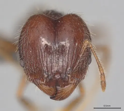 Pheidole casta specimen CASENT0786025 image casent0786025_1
