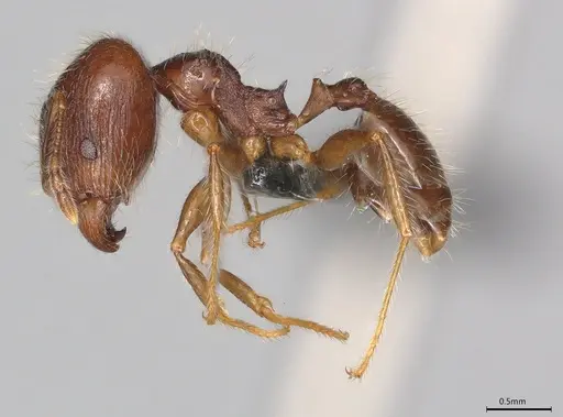 Pheidole casta specimen CASENT0786025 image casent0786025_2