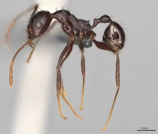 Pheidole casta specimen CASENT0786028 image casent0786028_1