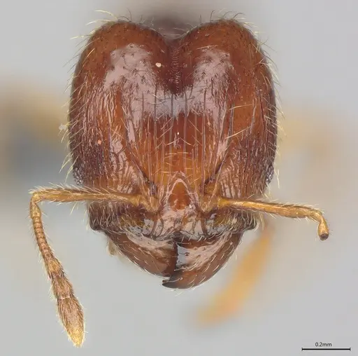 Pheidole casta specimen CASENT0786033 image casent0786033_1
