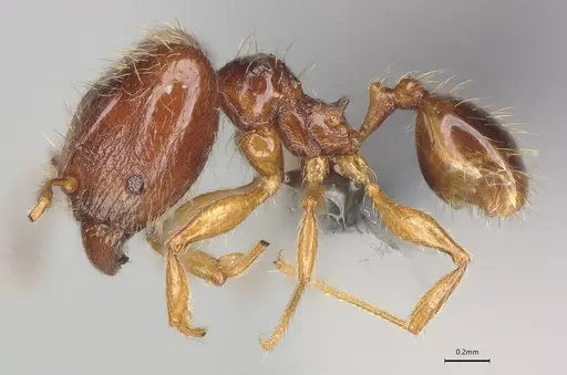 Pheidole casta specimen CASENT0786033 image casent0786033_2