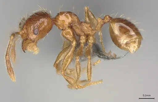Pheidole casta specimen CASENT0786034 image casent0786034_1