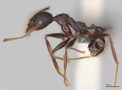Pheidole casta specimen CASENT0786231 image casent0786231_1