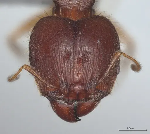Pheidole casta specimen CASENT0786240 image casent0786240_1