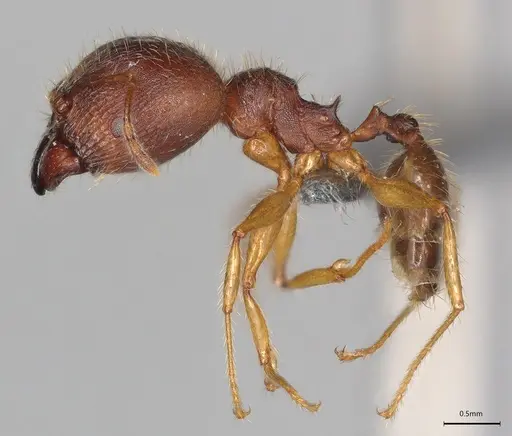 Pheidole casta specimen CASENT0786240 image casent0786240_2
