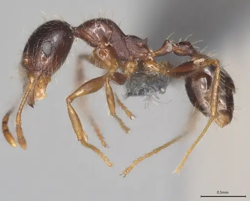 Pheidole casta specimen CASENT0786360 image casent0786360_1