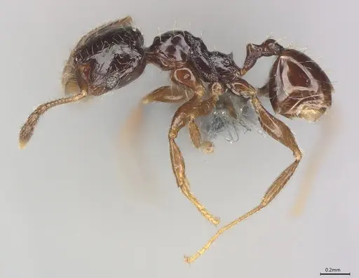 Pheidole casta specimen CASENT0786641 image casent0786641_1