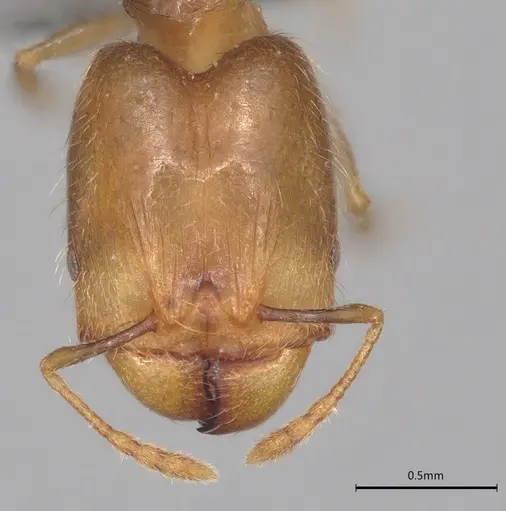 Pheidole casta specimen CASENT0786642 image casent0786642_1