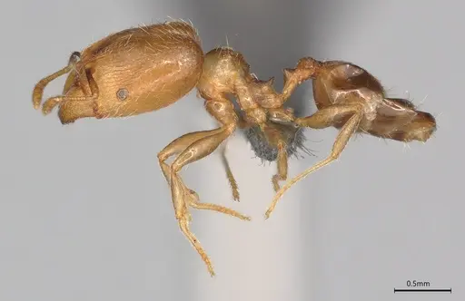 Pheidole casta specimen CASENT0786642 image casent0786642_2