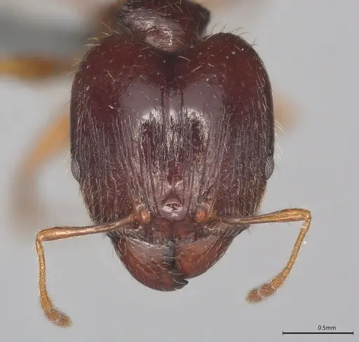 Pheidole casta specimen CASENT0786643 image casent0786643_1