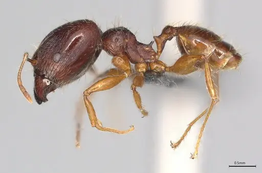 Pheidole casta specimen CASENT0786643 image casent0786643_2
