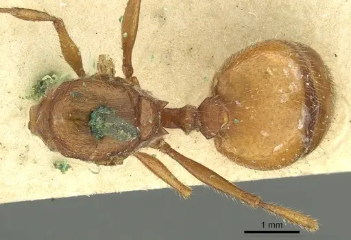 Pheidole castanea specimen CASENT0901598 image casent0901598_1